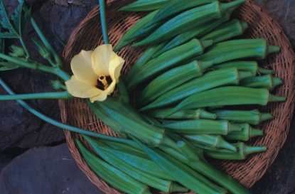 Picture of Okra Pure Luck F1